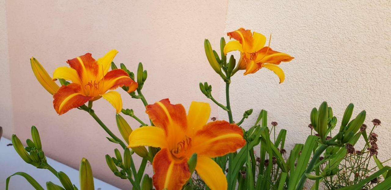 Apartments Karabaic Krk クルク エクステリア 写真